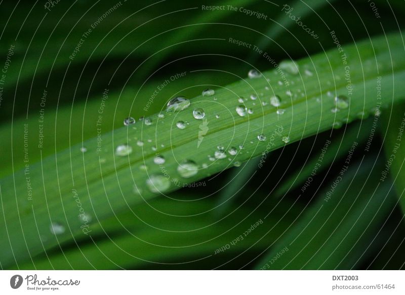 May rain on blade of grass 1 Drops of water Blade of grass Green Meadow Grass Beautiful Rainwater Exterior shot Water Landscape Nature Rope Detail