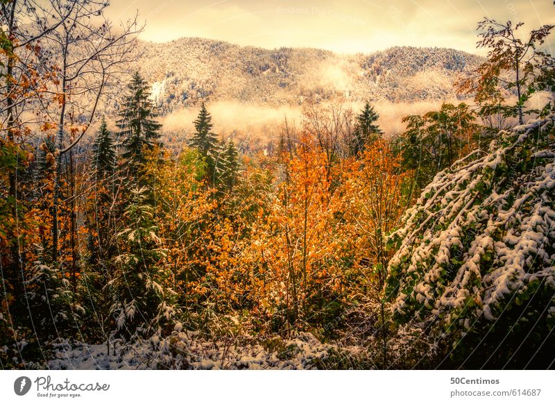 Autumn landscape in the first snow Vacation & Travel Tourism Trip Winter Snow Mountain Environment Nature Landscape Climate Climate change Weather Forest