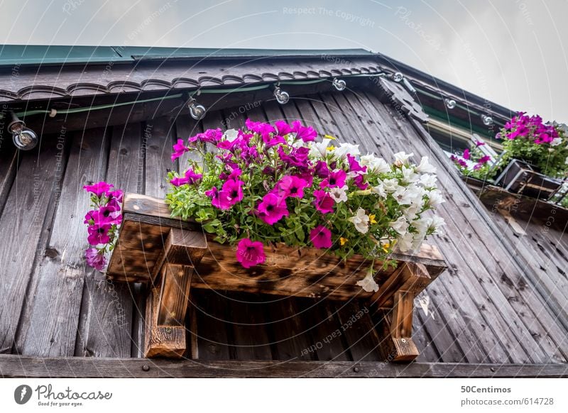 Flowers on the windowsill Lifestyle Elegant Vacation & Travel Tourism Trip Far-off places Freedom Summer Summer vacation Sun Mountain Hiking Plant
