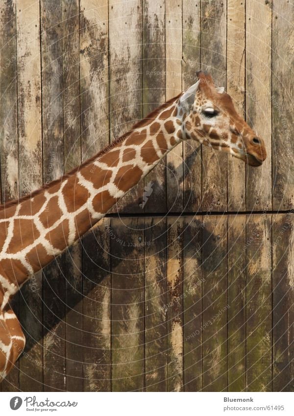 aaaaals Zoo Safari Wall (building) Animal Brown Giraffe Patch Neck Gate