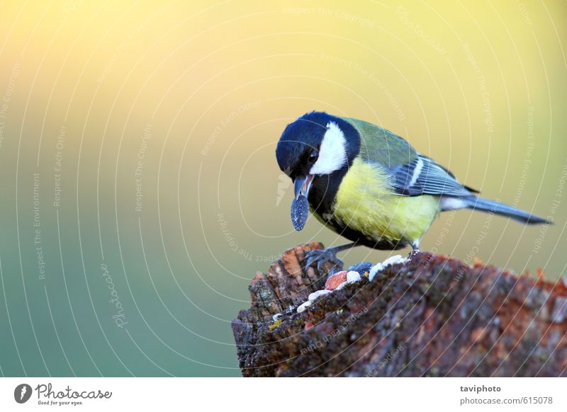 great tit with seed in beak Food Eating Beautiful Winter Garden Nature Landscape Animal Park Forest Bird Observe Feeding Sit Small Natural Cute Wild Yellow