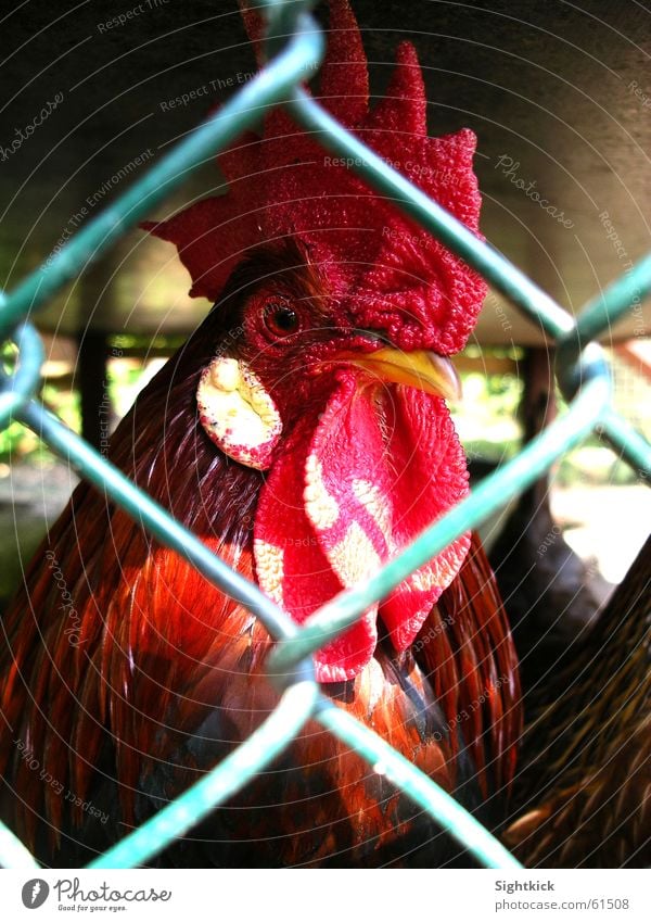 behind bars Rooster Barn fowl Bird Animal Fence Confine Cage Chicken coop Comb Penitentiary Bird 'flu