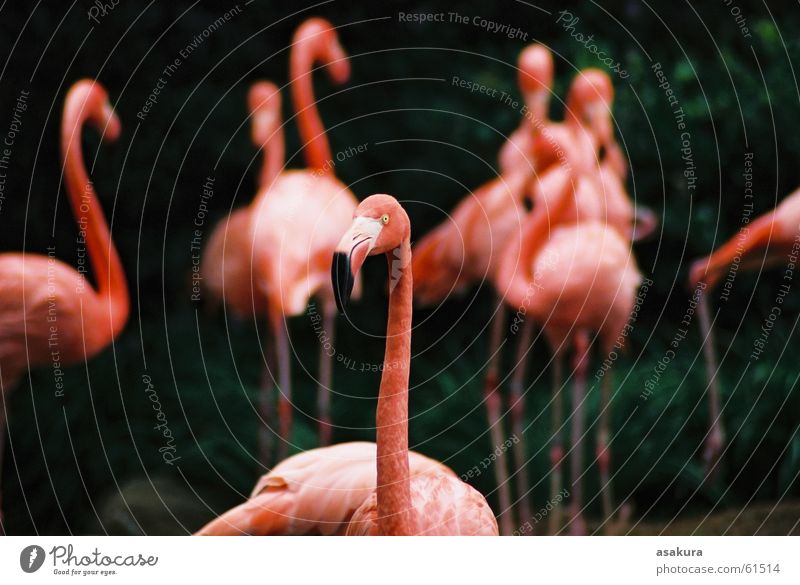 Pink&#12288;Flamingo Zoo bird animal nikonic