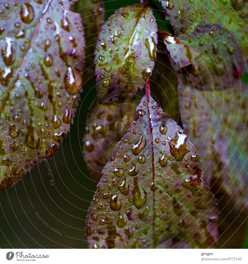 A little grief remains. Environment Nature Plant Water Drops of water Autumn Weather Rain Bushes Leaf Garden Green Red Wet Hydrophobic Rachis Section of image