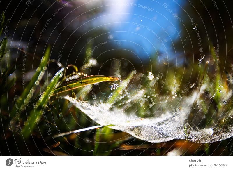 spider territory Environment Nature Landscape Plant Elements Earth Water Drops of water Sky Sunlight Autumn Beautiful weather Grass Meadow Network Blue Brown
