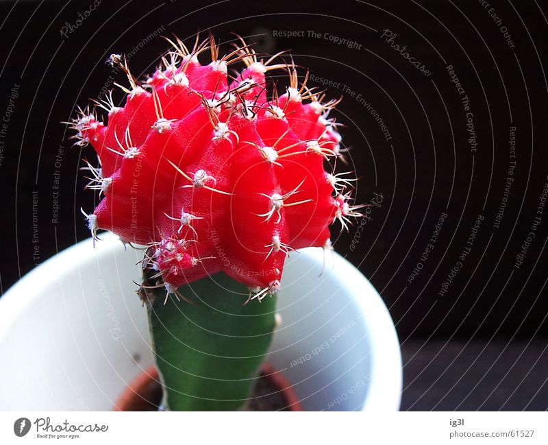 defensive position Cactus Life Dry Pot La Défense Containers and vessels White Clean Background picture Foreground Black Dark Red Green Furrow Vaulting Small
