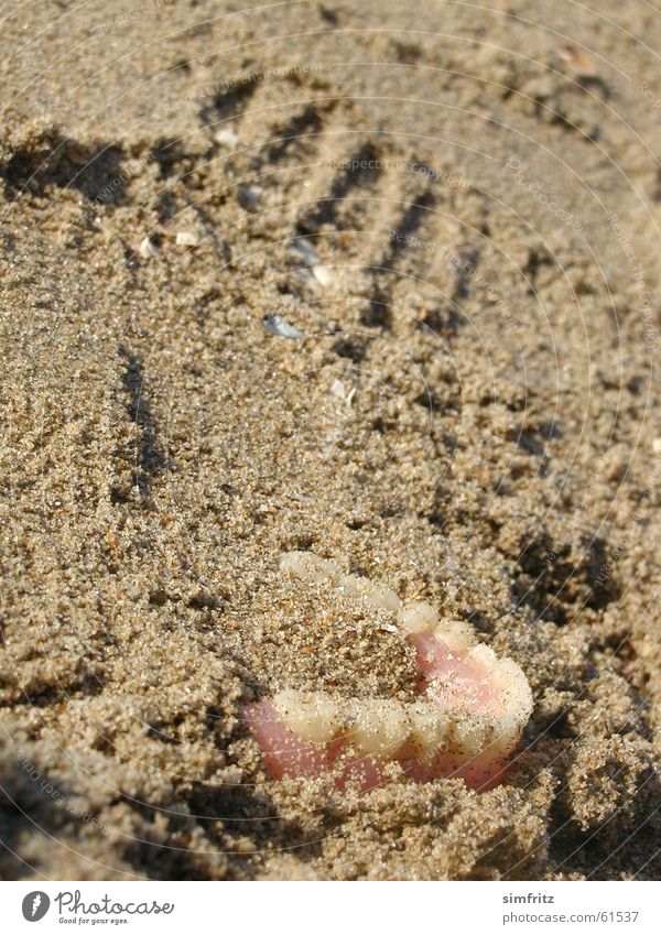 That grinds! Beach Ocean Lose Grief Search Miss Exterior shot Old Sand Close-up Imprint Teeth Sharp thing