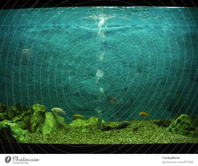 blubb blubb Aquarium Zoo Loneliness Fish Bubble wallpapers Water Swimming & Bathing