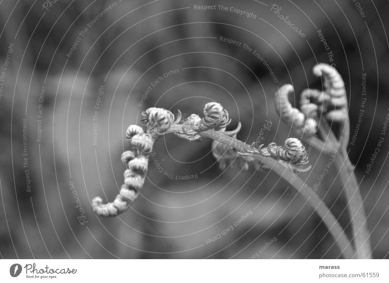 Fern 1 Exterior shot Black & white photo Nature Pteridopsida big in small Macro (Extreme close-up) portrait situation
