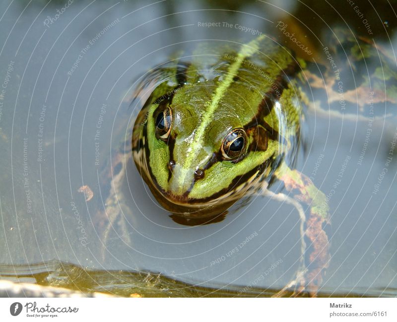 Green Frog Toad Stripe Swimming pool Painted frog amphibian paddock black water sea pond