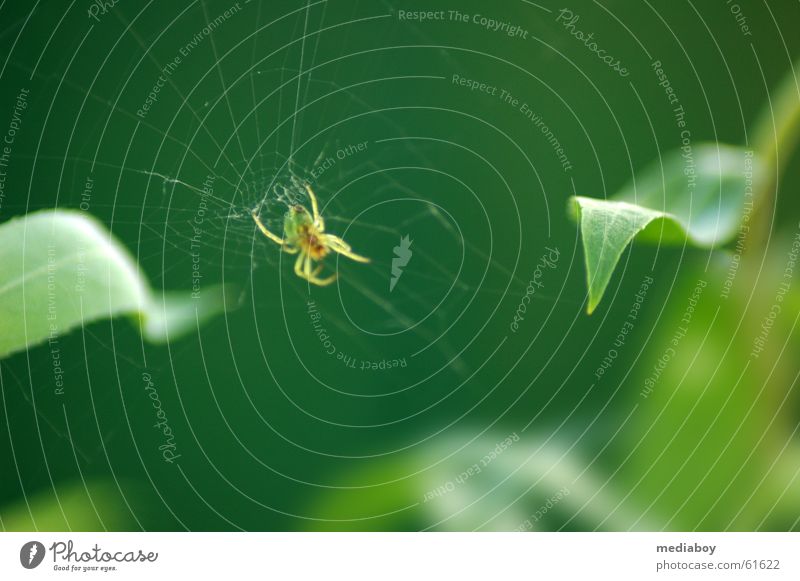 spider Spider Green Animal Catch Leaf Woven Net Network on the lookout microorganisms Appetite very small Garden Exterior shot