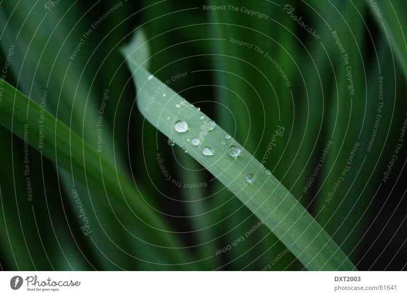 May rain on blade of grass 4 Drops of water Blade of grass Green Meadow Grass Beautiful Rainwater Exterior shot Water Landscape Nature Rope Detail