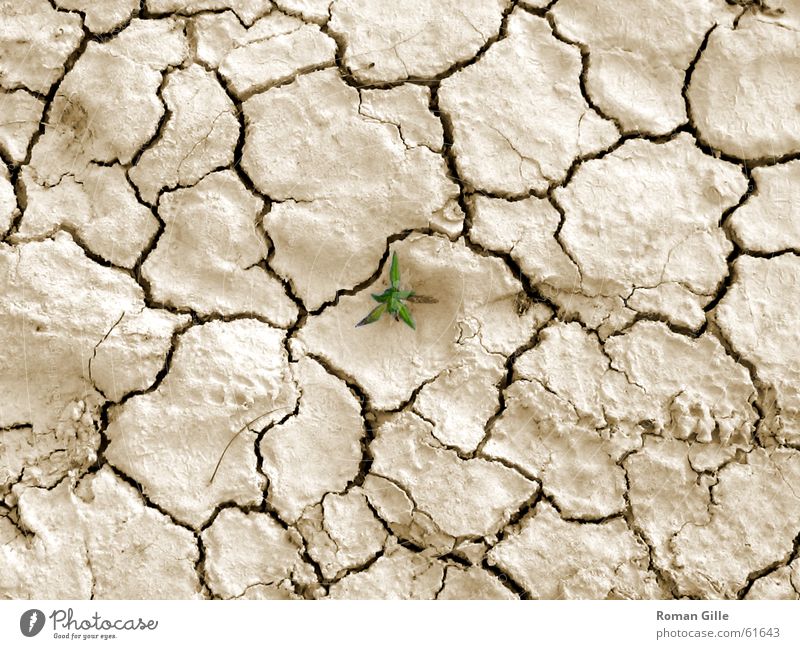 Last Survivor Beige Dry Plant Green Small Loneliness Exterior shot Desert single Crack & Rip & Tear Earth Floor covering Graffiti Bright