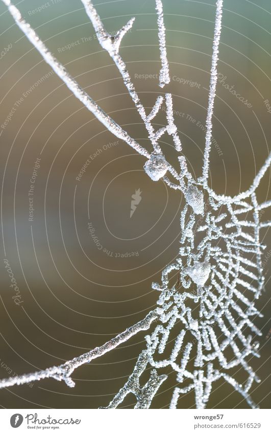 frosted net Nature Winter Ice Frost Cold Gray White Hoar frost Spider's web Macro (Extreme close-up) Detail Colour photo Subdued colour Exterior shot Close-up