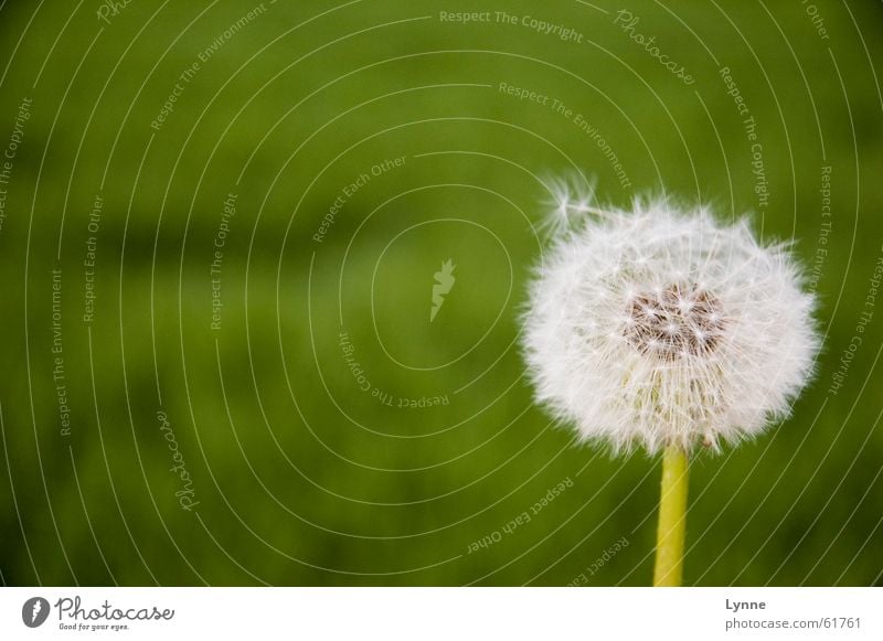 windswept Dandelion Green Flower Meadow White Summer Spring Air Airy Nature Wind