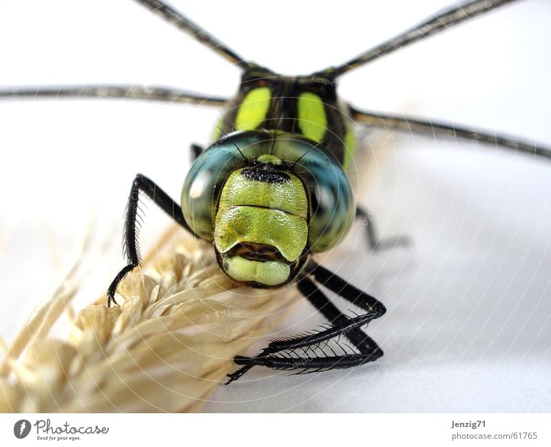 Frontal. Dragonfly Southern hawker Insect Macro (Extreme close-up) Wing Flying