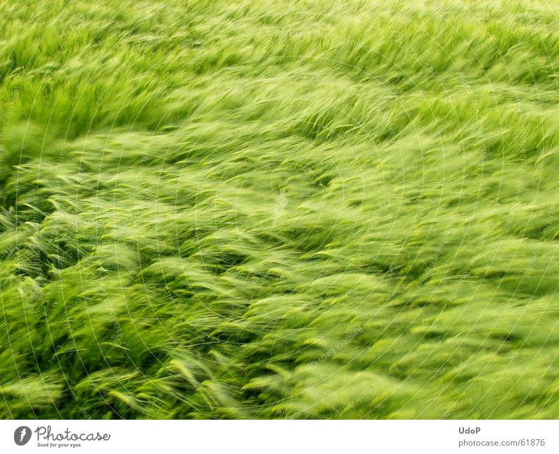 Fields of Green Barley May Waves Soft Maturing time Wind Grain Growth