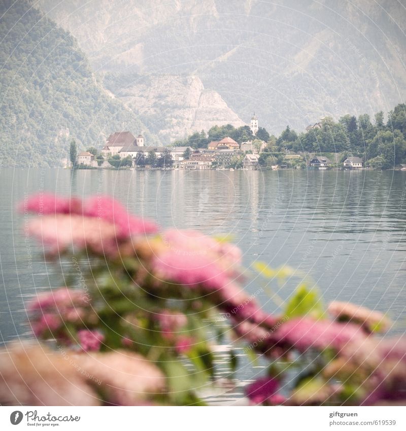 morning fog Environment Nature Landscape Plant Elements Water Bushes Blossom Hill Mountain Lakeside Bay Calm Village Traunsee Salzkammergut