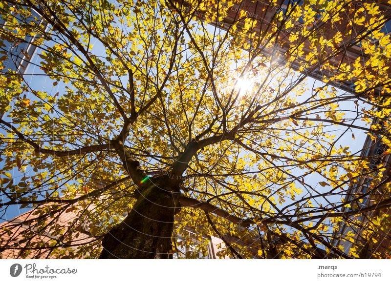 sun Environment Nature Cloudless sky Sun Climate Beautiful weather Tree Deciduous tree Tree trunk Building Growth Healthy Gigantic Bright Warmth Moody Skyward
