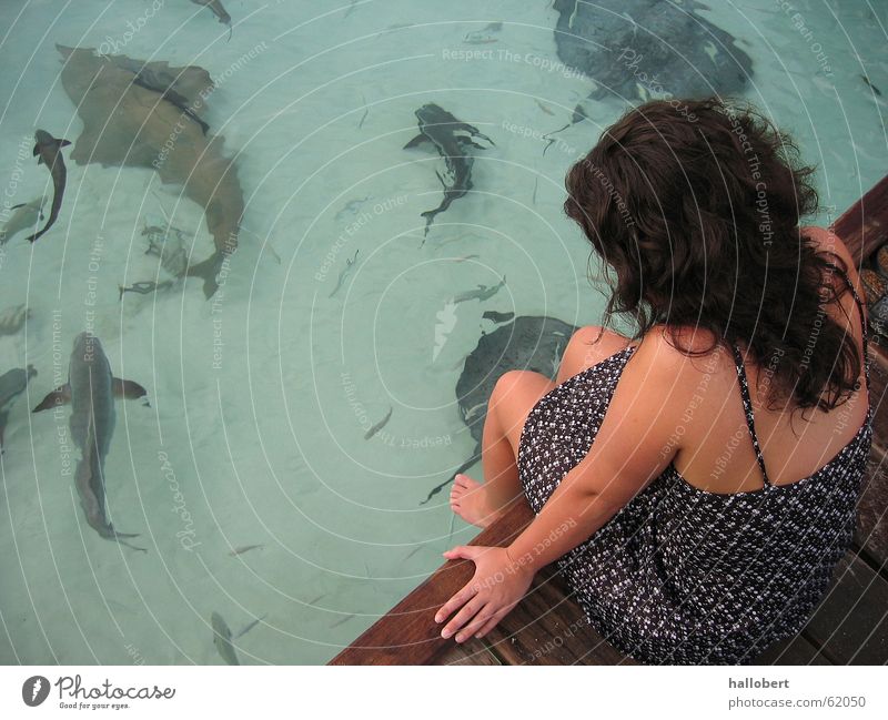 Maldives 03 Ocean Shark Footbridge Woman Vacation & Travel Beach Coast Water Fish dream vacation