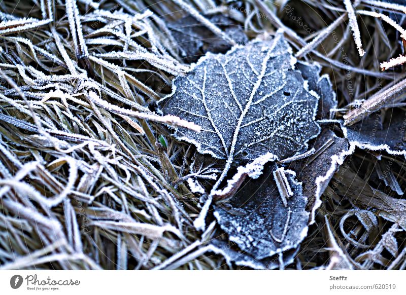 First frost Hoar frost Cold shock cold snap Nordic Nordic cold Domestic onset of winter frosty Frost winter cold Freeze Gloomy Winter mood Nostalgia chill