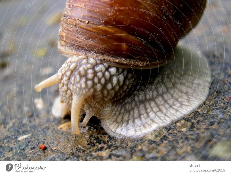 escargot Crawl Slowly Mucus House (Residential Structure) Snail shell Goggle eyed Speed Bowl