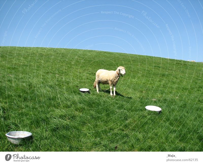 a sheep Sheep Meadow Grass Green Sky Pasture Blue Nature Bowl