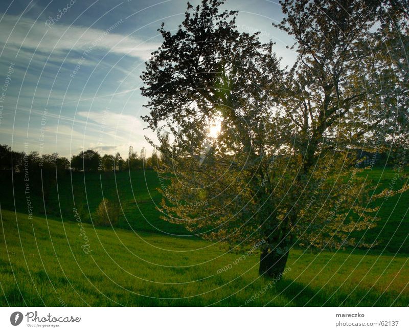 Landscape tree Tree Meadow Light Green Sunlight Romance Think Sky Blue grass ponder