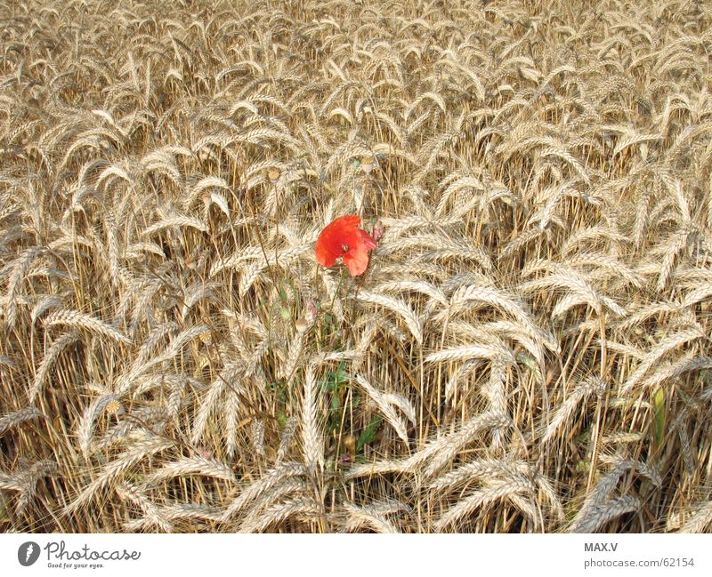 Other Poppy Field Summer Growth Blossom Red Brown Grain Ear of corn Blossom leave Plant Blossoming