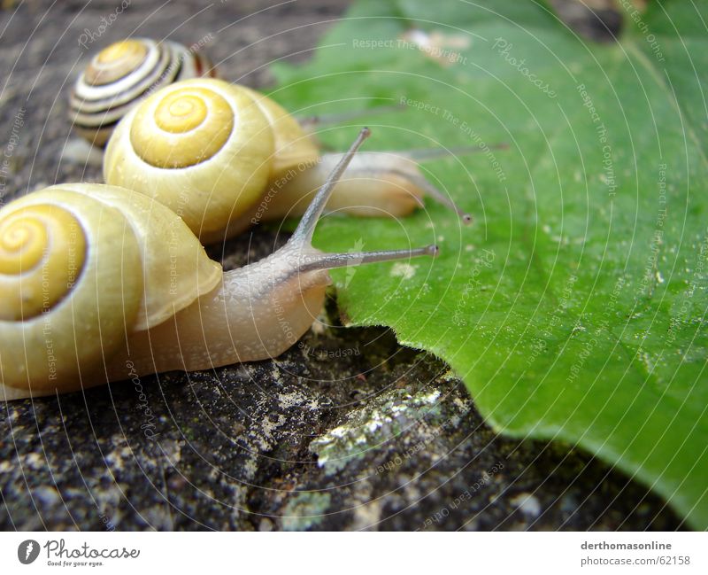 lick Snail House (Residential Structure) Leaf Foliage plant Green Goggle eyed Success Loser Vessel Thin Fragile Trail of mucus Slowly Nutrition Delicious Fresh