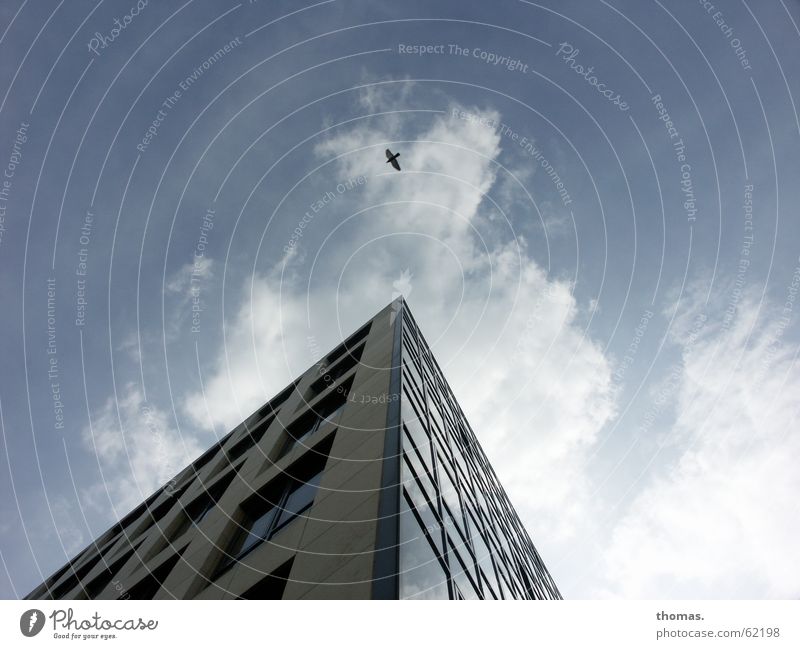 What's up there? (2) Cologne Clouds High-rise House (Residential Structure) Window Bird Simplistic Absurdity Recently zeughaus street Sky Simple nothing on it