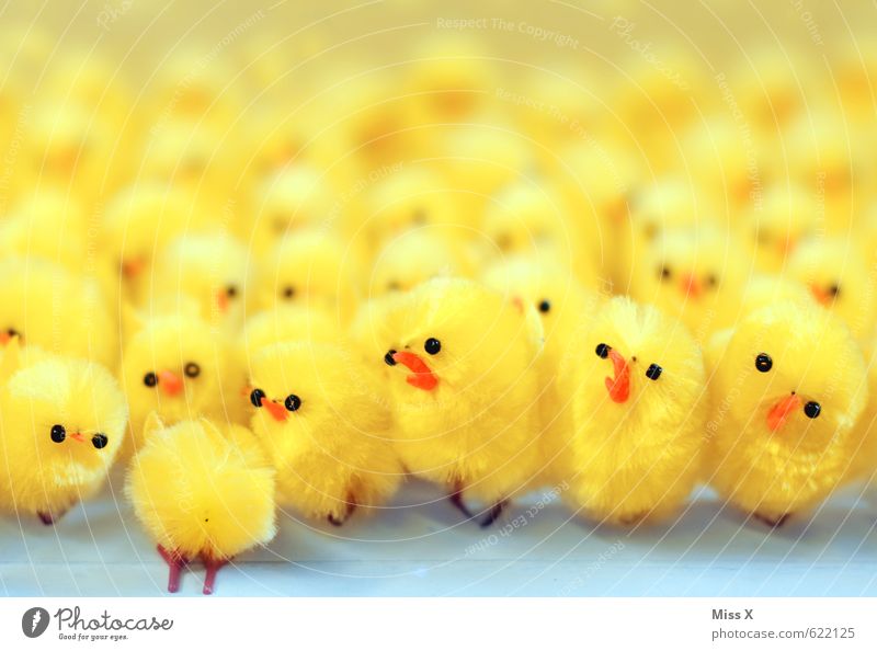 Photo-(Popo)-Bomber Decoration Easter Animal Bird Group of animals Baby animal Brash Funny Emotions Moody Horror Aggravation Hind quarters Group photo Chick