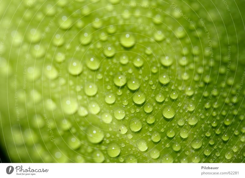 trickle Green Leaf Zoom effect Plant Drops of water Macro (Extreme close-up) Close-up Garden Nature