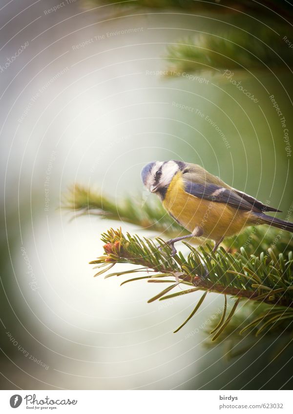 Caught Tree Fir tree Fir branch Bird Tit mouse 1 Animal Utilize Looking Esthetic Brash Astute Funny Idyll Nature Looking into the camera View to the side