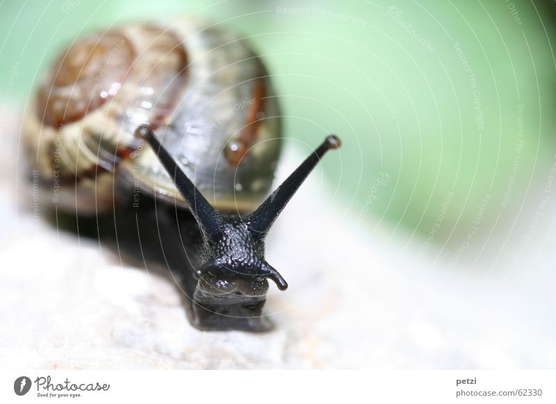 snail mouth