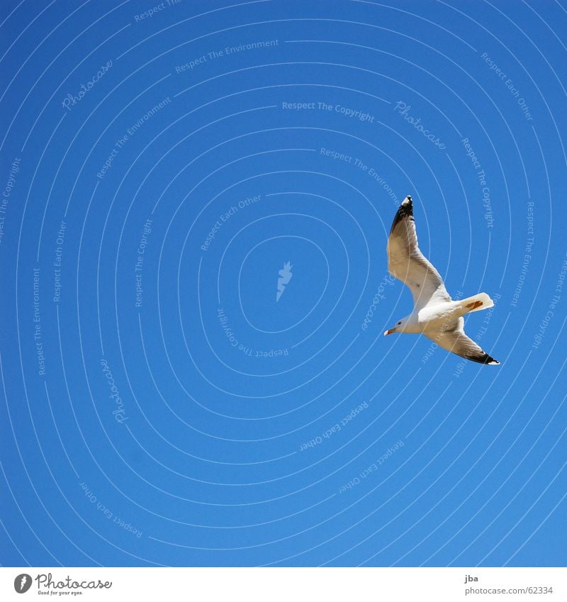 glide Glide Glider flight Beautiful Seagull Tails Animal Beak Time Flying Aviation Freedom Room Sky Beautiful weather Blue Bluish Wing Feet Point