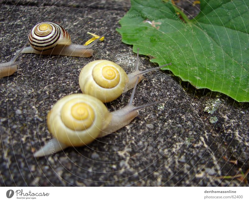 Race 3 Snail House (Residential Structure) Sporting event Success Loser Speed Starting shot First Places Adversary Food envy Walking Going Leaf Foliage plant