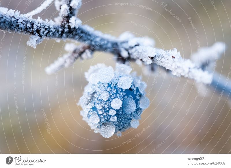 https://www.photocase.com/photos/624068-blue-ice-ball-plant-winter-ice-frost-bushes-photocase-stock-photo-large.jpeg