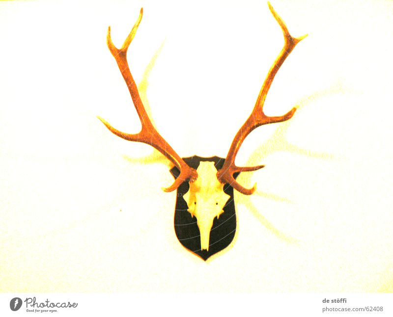 de hearing Deer Antlers Style Yellow Wall (building) Flat (apartment) Skeleton Contrast Colour Wall decoration Death yeah
