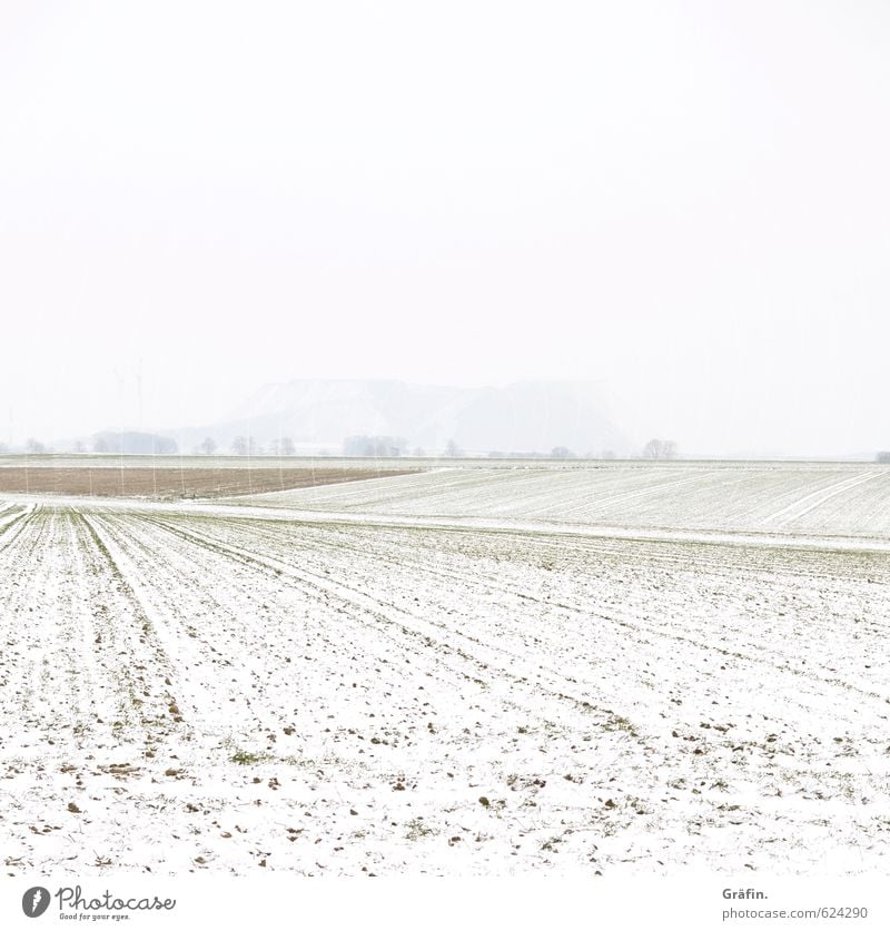 Weather cheerful to foggy Landscape Earth Winter Bad weather Fog Snow Field Hill Cold Brown White Loneliness Climate Nature Environment Invisible Colour photo