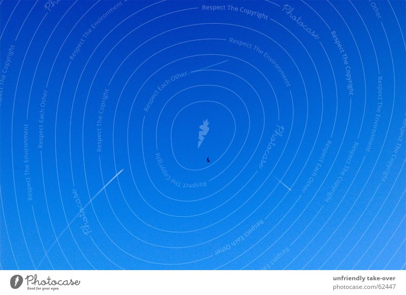 origin of symmetry: coincidence Airplane Bird Symmetry Coincidence Sky Blue Nature Condensation Vapor trail