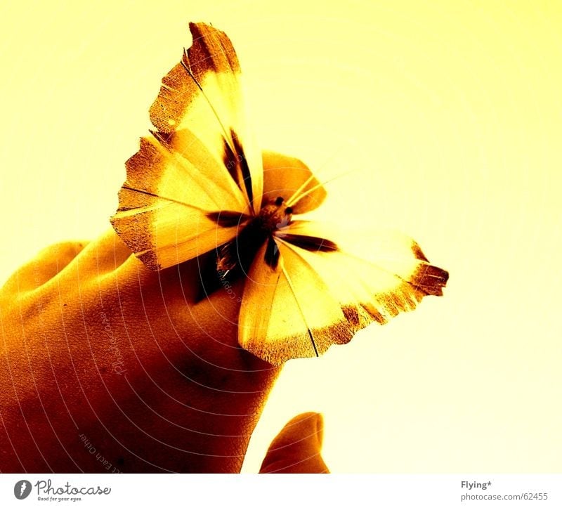summerfeelings Butterfly Yellow Hand Fingers Summer Summer's day Wing butterfly wings Free Bright background Close-up