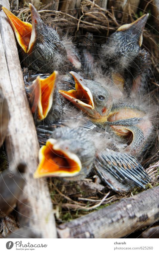 starvation Animal Bird Group of animals Baby animal Wood Eating To feed Feeding Cute Blue Yellow Gray Orange Love of animals Voracious Infancy Life