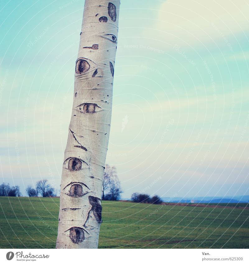 Mother Nature is watching you! Eyes Plant Sky Clouds Beautiful weather Tree Grass Tree trunk Birch tree Meadow Observe Blue Green Whimsical Colour photo