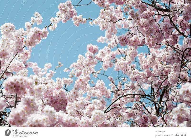 early bloomers Nature Plant Cloudless sky Spring Beautiful weather Cherry tree Cherry blossom Twig Blossoming Growth Esthetic Fresh Bright Natural New Emotions