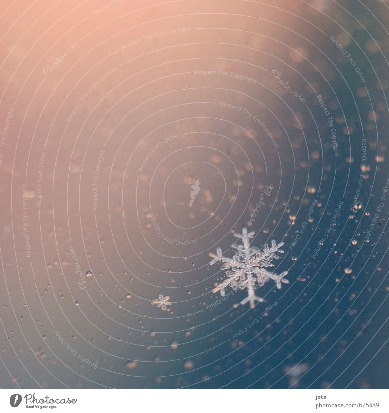 ice crystal Winter Snow Christmas & Advent Nature Ice Frost Water Cold Wet Blue Pink White Calm Design Stagnating Transience Change Ice crystal