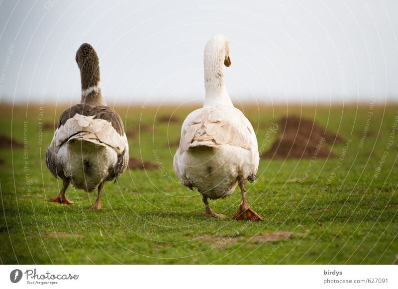 2 geese walking side by side, back view. 2 geese leave the scene Agriculture Forestry Horizon Meadow Farm animal Goose Animal Going Walking Rear view Together