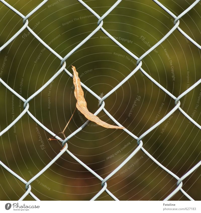 got caught Environment Nature Autumn Plant Leaf Bright Natural Fence Wire netting fence Colour photo Multicoloured Exterior shot Deserted Day Light Sunlight