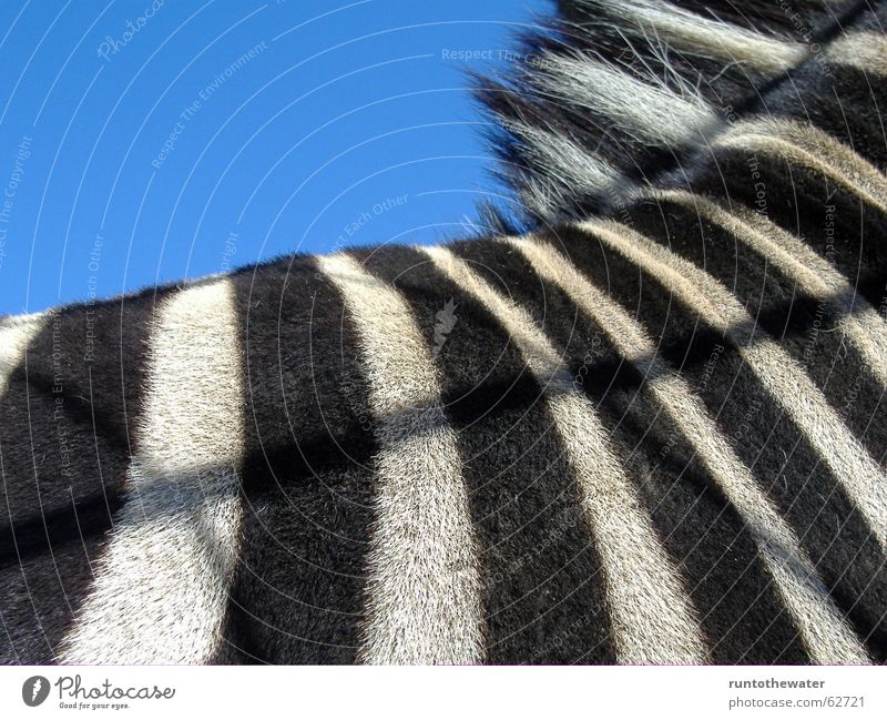 Exemplary Zebra Captured Black White Striped Pattern Animal Zoo Africa Wanderlust Sky Back Detail