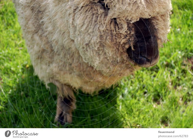 Woolen animal (2) Sheep Animal Pet Farm Meadow Mammal muttonhead Nose snort Ear Pasture grassland